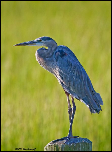 _0SB7514 great-blue heron.jpg
